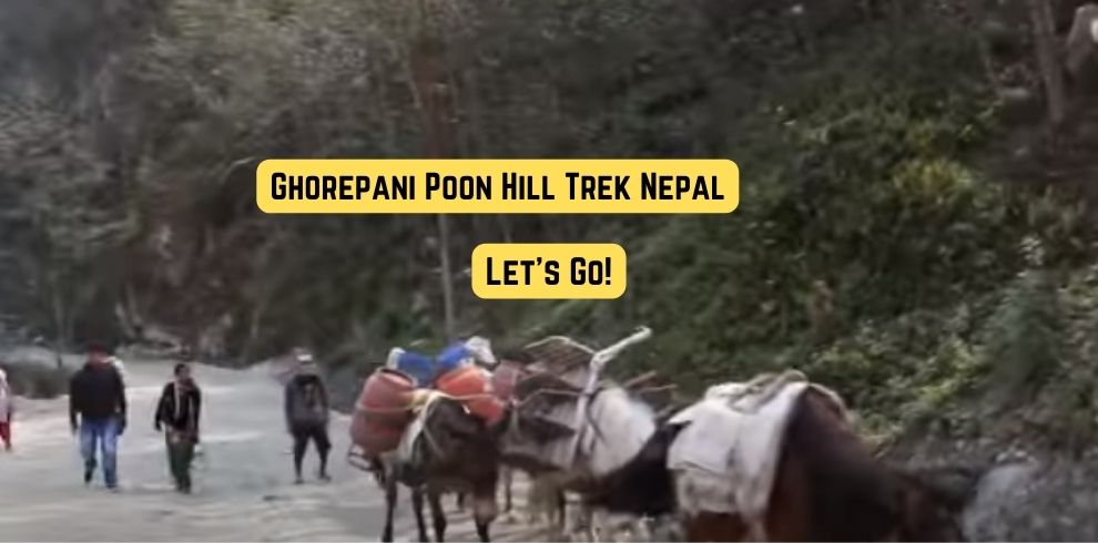 Ghorepani Poon Hill Donkey Ride