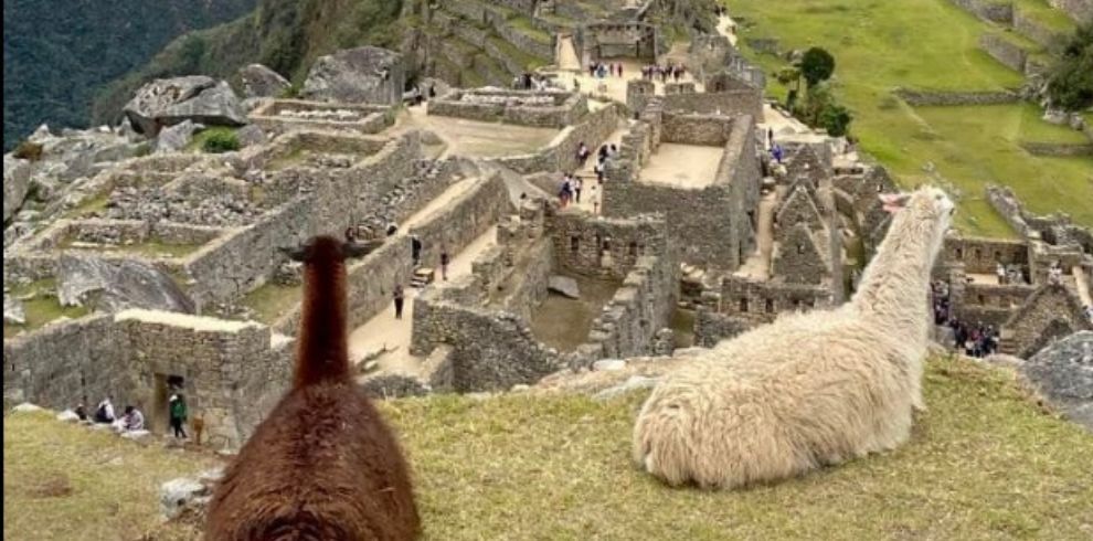 llamas of peru