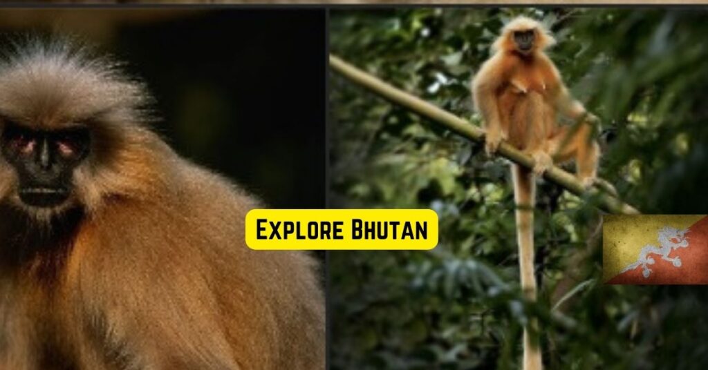 Discovering Bhutan wildlife